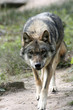 0910094 - Europäischer Wolf