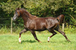 Pferd auf Weide (horse)