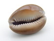 coquillage