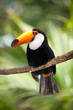 Toco Toucan in deep forest vegetation Toco Toucan in deep forest vegetation