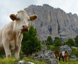 Cows in front of Dolomites