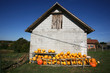 pumpkin farmyard