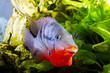 fish cichlasoma meeki