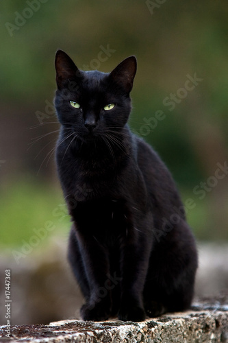 Chat noir Chat noir