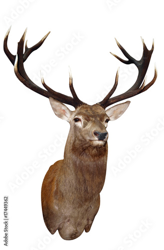 Photo: 14 Point Sika Stag's Head with path 14 Point Sika Stag's Head with path