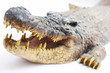 Krokodil