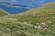 Pecore al pascolo