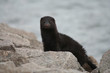 Mink