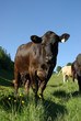 vache du juras