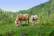 haflinger in tirol