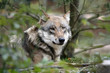 0910277 - Wolf