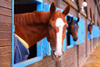 Stallungen