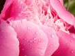 Morning dew on peony petals growing in the garden