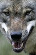 0910229 - Wolfsporträt