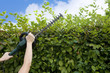 Hecke Schneiden