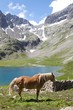 pastoral