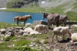 pastoral