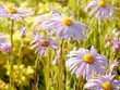 Purple aster flowers on a meadow at sunrise in the springtime