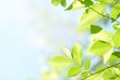 Abstract Leaves Backgrounds