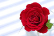 rote Rose