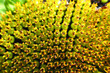 Sonnenblume