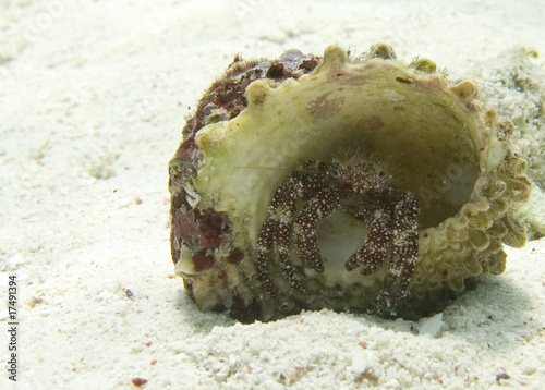 Foto: Hermit Crab Hermit Crab