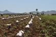 Harvesting Potatoes in Spain