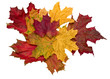 Few faded maple leaves