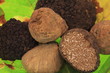 Tuber Magnatum