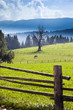 horse in the green field