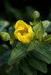 boccioli in fiore 2