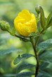 boccioli in fiore
