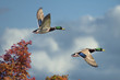 Fall Mallard Ducks In Flight