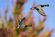 Autumn Mallards In Flight
