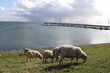 kleiner Hafen 6