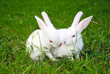 two rabbits on the grass