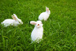 three  rabbits on the lawn