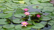 lotus