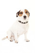 Photo: Jack Russell Jack Russell