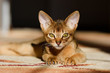 young Abyssinian cat in action