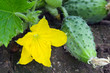 outdoor cucumber