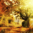 autumn forest with sun beam
