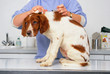 chiot épagneul breton inquiet lors de la vaccination du véto