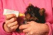 chiot yorkshire nourri au biberon par sa maîtresse