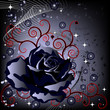 black rose black rose