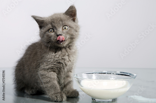 Foto: Perser Welpe mit Milch 08 Perser Welpe mit Milch 08
