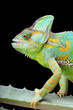 Yemen Chameleon