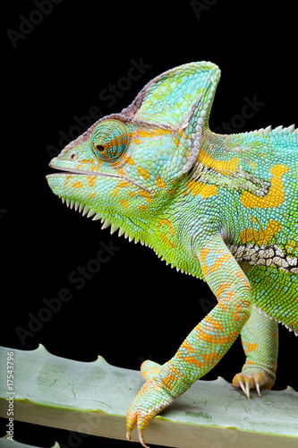 Yemen Chameleon