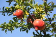 Granatapfelbaum Granatapfelbaum