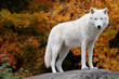 Arctic Wolf Looking at the Camera on a Fall Day
